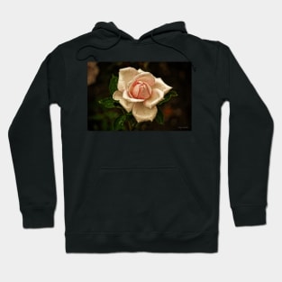 Beauty Fades Hoodie